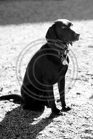 Dog Run NYC 2-24-09-27