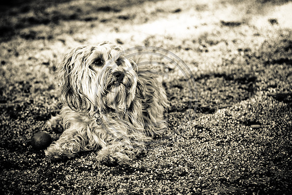 Dog Run NYC 2-24-09-35
