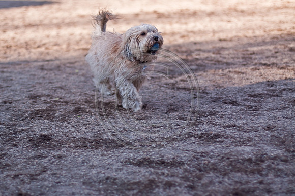 Dog Run NYC 2-24-09-42