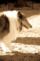 Dog Run NYC 2-24-09-18
