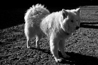 Dog Run NYC 2-24-09-11