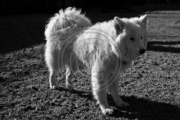 Dog Run NYC 2-24-09-11