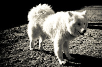 Dog Run NYC 2-24-09-10