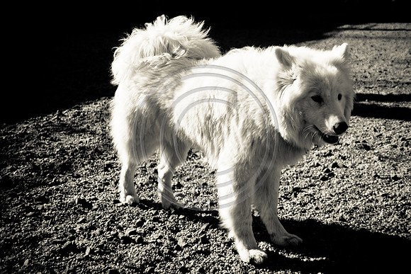 Dog Run NYC 2-24-09-10