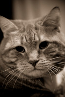 Annie