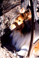Dog Run NYC 2-24-09-21