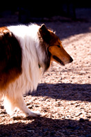 Dog Run NYC 2-24-09-17