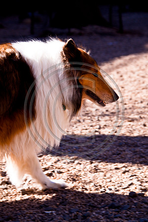 Dog Run NYC 2-24-09-17
