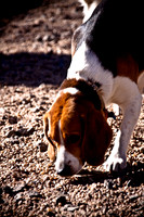 Dog Run NYC 2-24-09-15