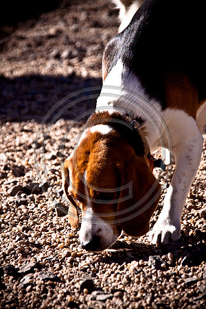Dog Run NYC 2-24-09-15