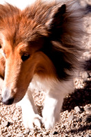 Dog Run NYC 2-24-09-16
