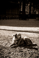 Dog Run NYC 2-24-09-20