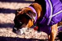 Dog Run NYC 2-24-09-19