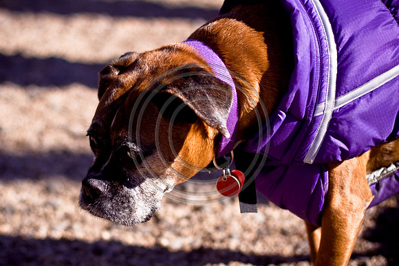 Dog Run NYC 2-24-09-19