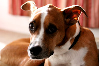 Kanga