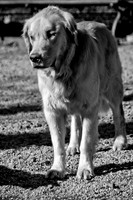 Dog Run NYC 2-24-09-4