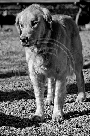 Dog Run NYC 2-24-09-4
