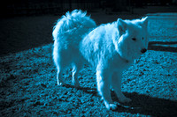 Dog Run NYC 2-24-09-12