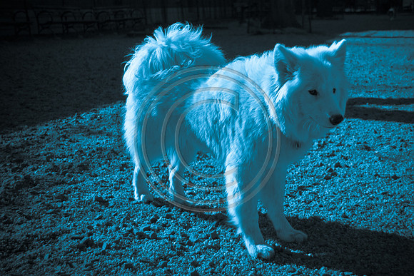 Dog Run NYC 2-24-09-12