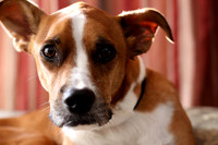 Pets Pics Samples