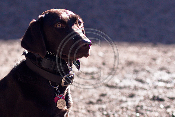 Dog Run NYC 2-24-09-30