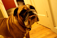 Bulldog