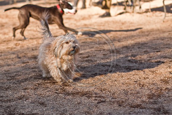 Dog Run NYC 2-24-09-40