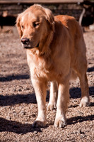 Dog Run NYC 2-24-09-2