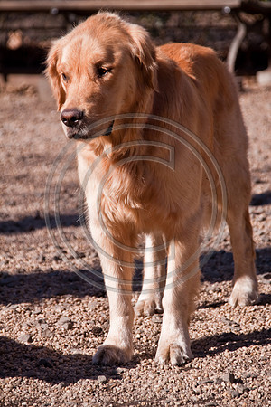 Dog Run NYC 2-24-09-2