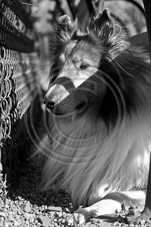 Dog Run NYC 2-24-09-24