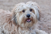 Dog Parks/Runs
