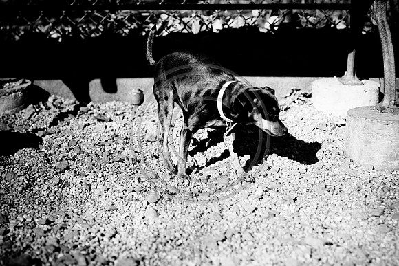 Dog Run NYC 2-24-09-32
