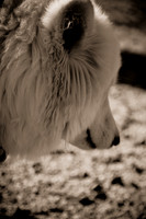 Dog Run NYC 2-24-09-13