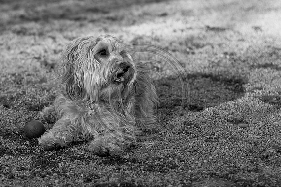 Dog Run NYC 2-24-09-38